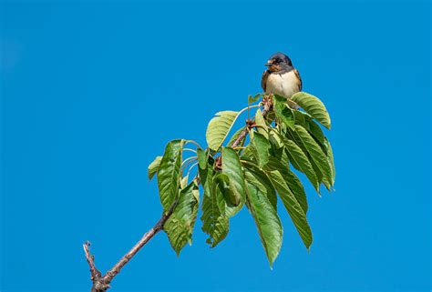 Swallow Sitting On Cherry Tree Branch Photograph By Andreas Berthold