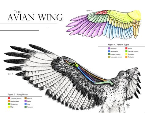 avian wing anatomy  atethirteen  deviantart bird wings wing anatomy wings drawing