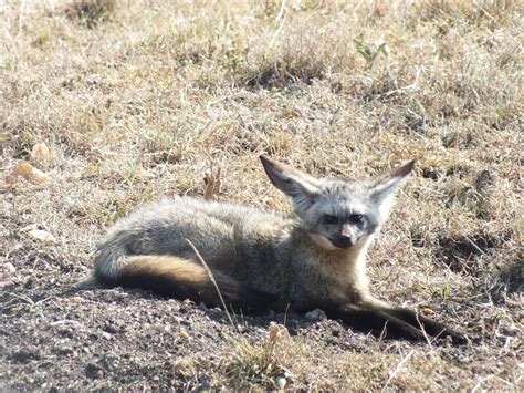 bat eared fox safari club