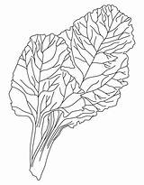Coloring Pages Vegetable Drawing Chard Vegetables Leafy Kids Print Popular Getdrawings Coloringhome sketch template