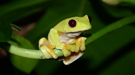fabulous frogs  nature pbs