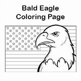 Eagle Bald Coloring Pages Kids Patriotic Timvandevall sketch template