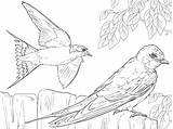 Coloring Barn Swallow Realistic Swallows Pages Bird Drawing Birds Supercoloring Printable Colouring Getdrawings Drawings Nature sketch template