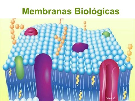 membranas biologicas generalidades bicapa lipidica mosaico fluido udocz