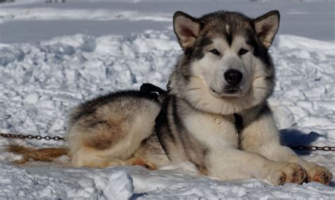 News Stories Pictures And Products Alaskan Malamutes Home