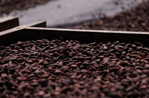 premium photo cacao beans