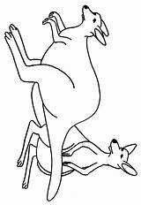 Kangaroo Coloring Color Pages Cliparts Clipart Library Line sketch template