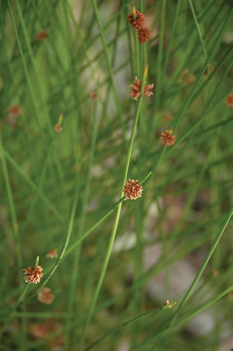 plants indesuctribles