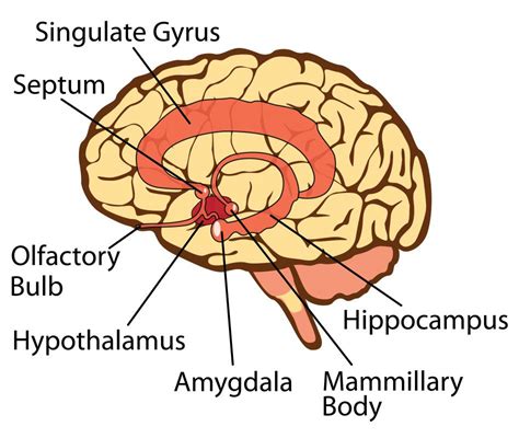 connection   amygdala  memory