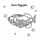 Triggerfish Balistoides Conspicillum Whith Colorare Marino Pesce Carattere sketch template