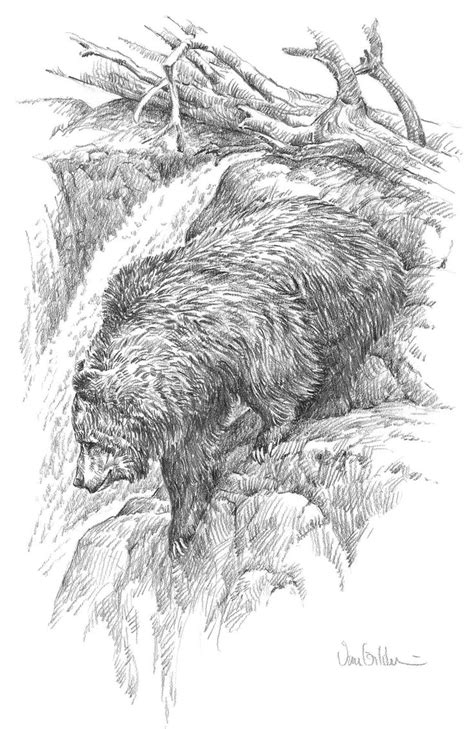grizzly bear grizzly bear drawing bear drawing pencil drawings