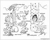 Desert Animals Pages Coloring Color Printable Coloringpagesonly sketch template