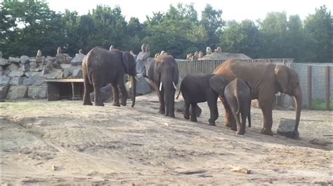 olifanten safaripark beekse bergen  augustus  wwwhullygullynl godrie spijkers