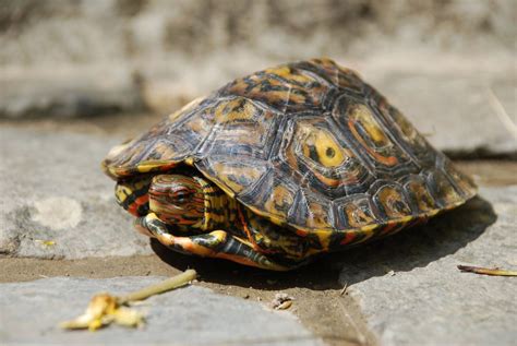 el habla entre tortugas apunta   ancestro comun  los humanos de hace  millones de