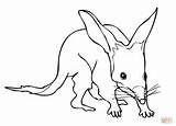 Bilby Coloring Pages Printable Greater Color Realistic Online Drawing Supercoloring Bilbies Drawings Dot Version Click Designlooter Categories sketch template
