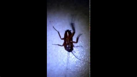 dancing cockroach youtube