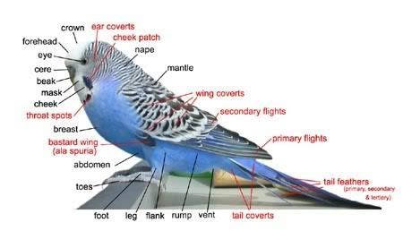 images  parrot anatomy  pinterest respiratory system body parts  bird art