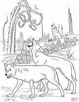 Coyotes Colorear Howling Desierto Wolves Mongolian Aullando sketch template