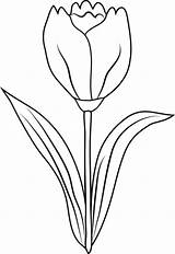 Tulip Flower Clip Outline Drawing Clipart Coloring Tulips Pages Transparent Template Collection Drawings Getdrawings Clipartix Yellow Cliparts sketch template