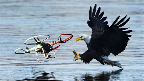 dutch police  training eagles  murder illegal drones  drive