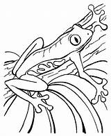 Kleurplaten Frosch Kikker Kikkers Rana Grenouille Mewarnai Reptiles Dieren Poison Rainforest Katak Dart Animasi Kodok Ranas Malvorlage Frogs Ausmalbild Bergerak sketch template