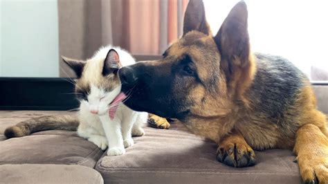 Can German Shepherds Be Good With Cats