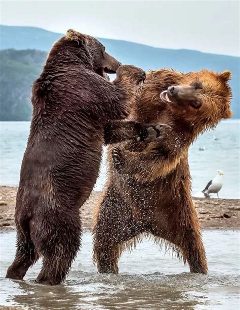 giant bears smash bite  roar     amazing