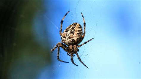 deutsche spinnen sind wichtige nuetzlinge doch es gibt auch giftige arten