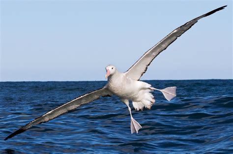 albatross facts wandering albatross wingspan dk find