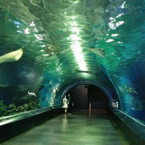 shinagawa aquarium