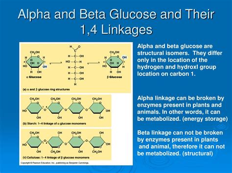 macromolecules carbohydrates lipids proteins  nucleic acids