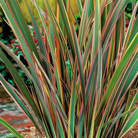 phormium maori queen  zealand flax gardenersdream