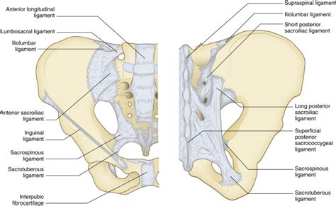 pelvis radiology key