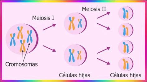 Caracteristicas Generales De La División Celular Por Mitosis Y Meiosis