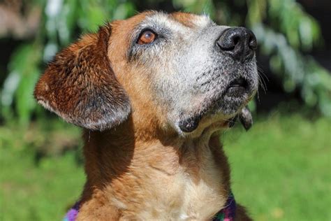 cómo surgieron los perros domésticos y cuales son las características