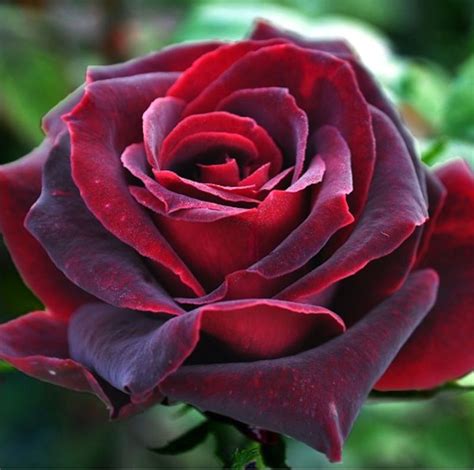 Black Pearl Velvety Deep Red Rose Collection