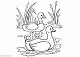 Pond Coloring Pages Ducks Cattails Printable Kids Color Adults Template Bettercoloring Sketch sketch template