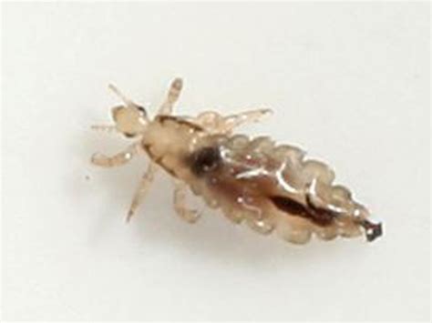 mutant head lice becoming immune to all treatment scientists warn