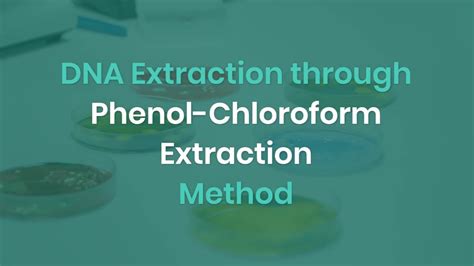Easy Dna Extraction Phenol Chloroform Method Steps Youtube