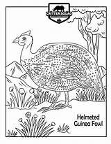 Guinea Fowl Helmeted sketch template