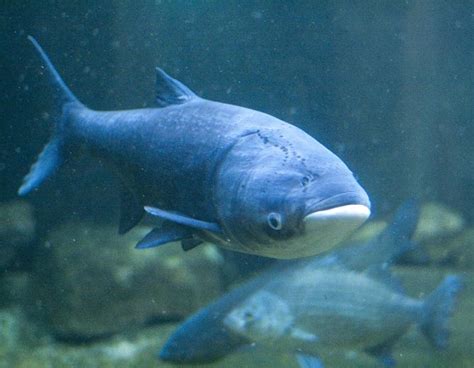 tracking asian carp by what they leave behind michigan radio