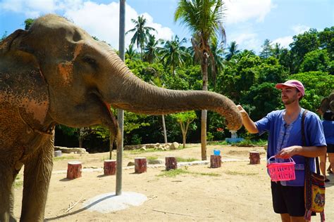 samui elephant spa  unforgettable adventure  gentle giants