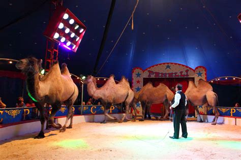 circus penelli der klassische circus mit tradition  bis  juli