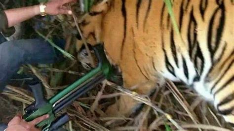 Dramatis Perburuan Harimau Pemangsa 6 Manusia Citizen6