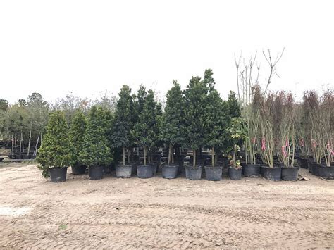 Products Verdant Tree Farm Houston Tx