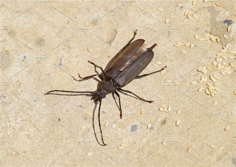 beetle bark beetle imago   insect beetle  long antennae
