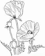 Ausmalbild Mohn Poppies Remembrance Botanical sketch template