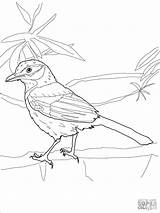 Jay Coloring Scrub Blue Pages Printable Birds Drawing Coloringbay Recommended Getcolorings Categories sketch template