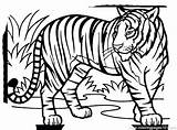Tiger Coloring Bengal Getcolorings Cute sketch template