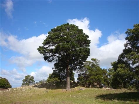national trust monterey pine pinus radiata